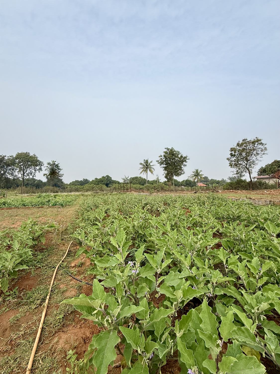 Fresh vegetable crop beds for personal farming at Nature's Nest