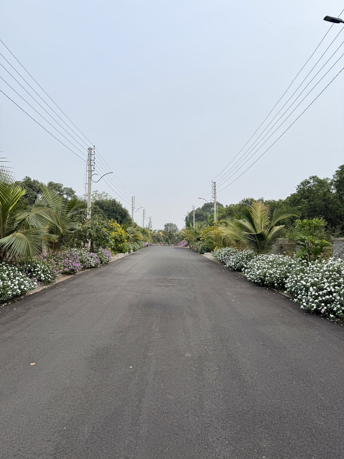 Nature's Nest black bitumen avenue road with lush plantations
